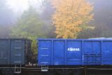 freight train and fall trees