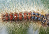 Caterpillar on a sheet of rose tree