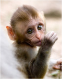 One of Rachels Ugly monkeys