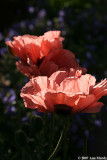Salmon colored poppies