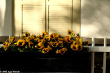Pansies and shutters