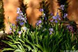 Irises against adobe