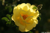 Yellow rose