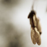 November 15