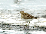 Tuvsnppa (Pectoral sandpiper)