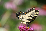 Swallowtail