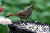 Northern Cardinal  12