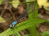 Blue Damselfly