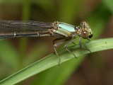 Green Damselfly