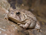 Toad on a Log