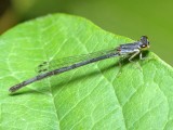 Blue Damselfly