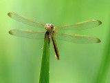 Golden-winged Skimmer - Male