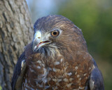 Broad-winged Hawk