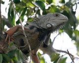 Posing Iguana