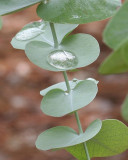 Eucalyptus Water Droplet