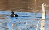 Wigeon At The Ponds