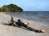 Driftwood on the Beach