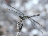 Band-winged Dragonlet