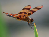 Halloween Pennant