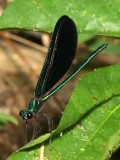 Ebony Jewelwing - Male