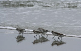 Myrtle Beach Joggers