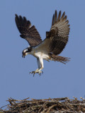 Osprey (juvenile)
