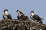 Osprey Family