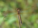 Golden-winged Skimmer - Female