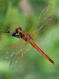 Golden-winged Skimmer - Male
