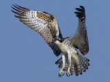 Juvenile Osprey Landing