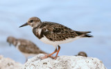 Ruddy Turnstone