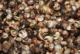 Snail Shells on Bustins Shoreline