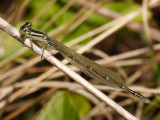 Damselfly