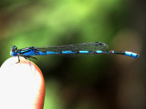 Another Friendly Damsel
