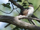 Yellow-billed Cuckoo