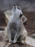 Meerkat