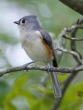 Tufted Titmouse