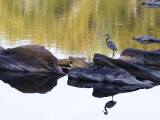 Restful Day on the Potomac