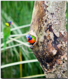 Swainsons Lorikeet