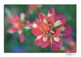 Texas Wildflowers - April 2007 -009.jpg