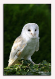 Barn Owl