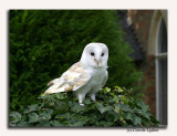 Barn Owl