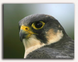 Peregrine