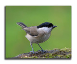 Willow Tit