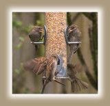 Young Sparrows Feeding