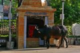 Cow visiting temple