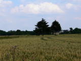 field 1