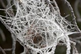 Frosty Spider Web 2