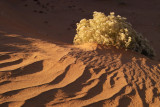 IMG11505 desert bush.jpg