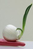 IMG12046 onion.jpg